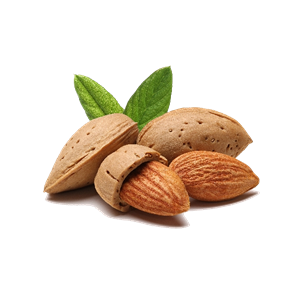 Almond PNG-50643